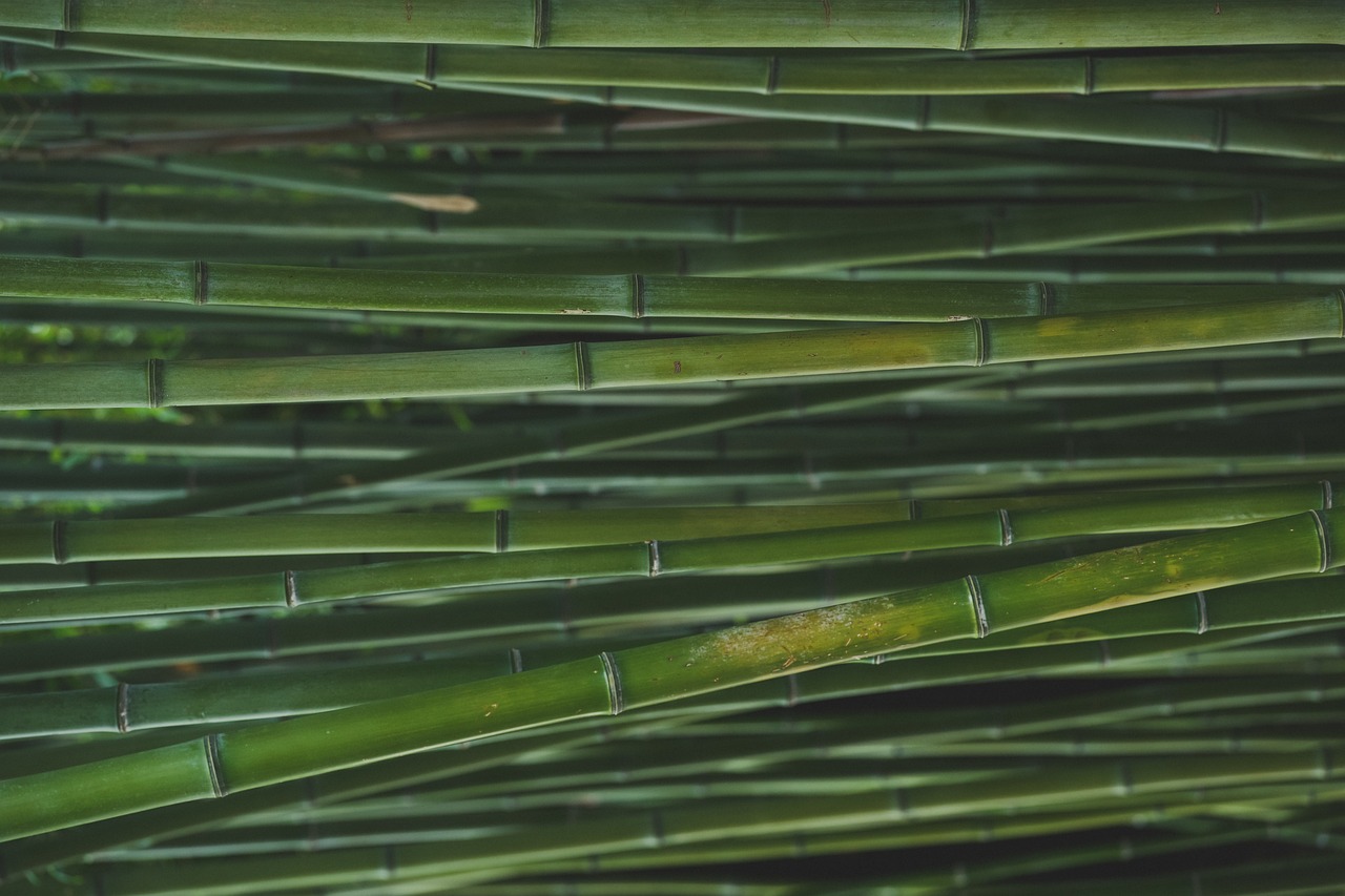 bamboo, wallpaper 4k, full hd wallpaper-7363247.jpg