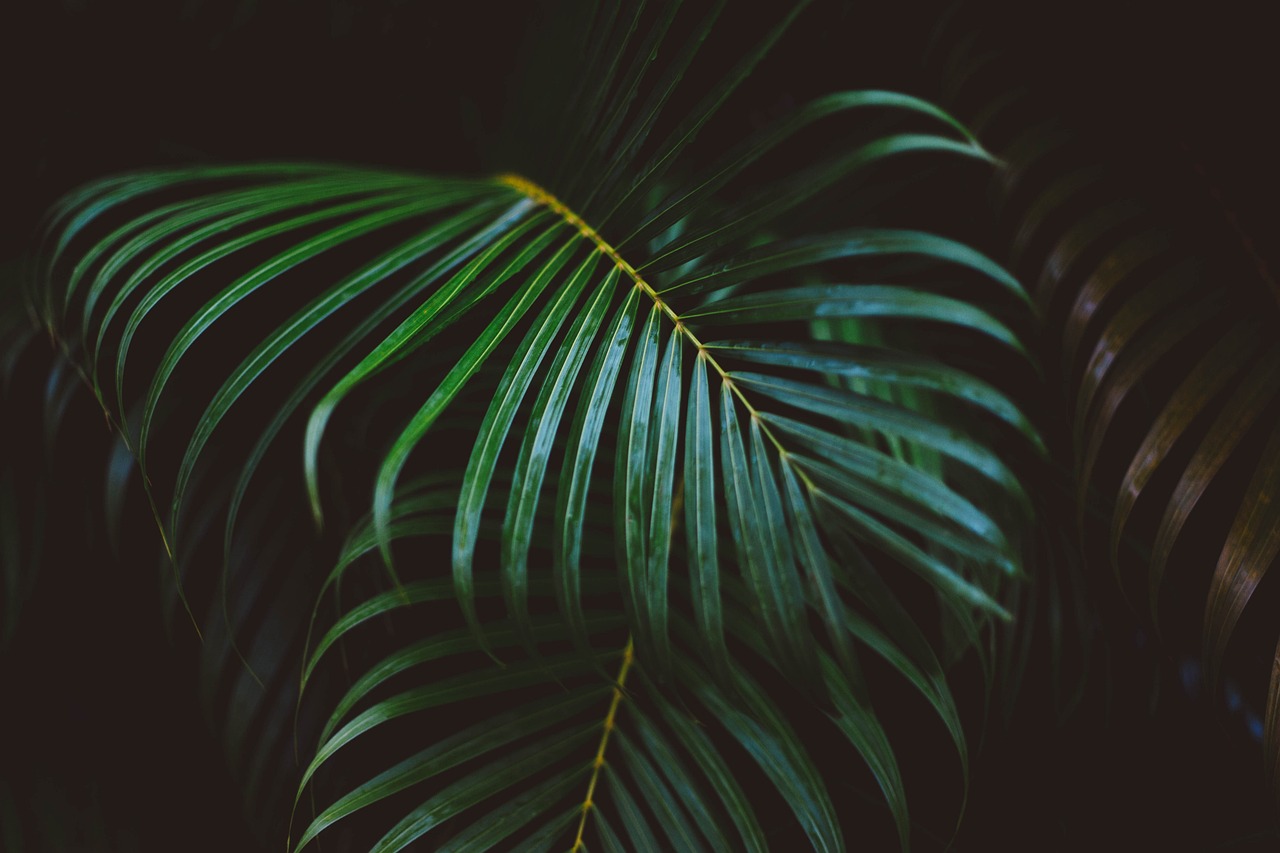 fronds, green, leaves-1869757.jpg